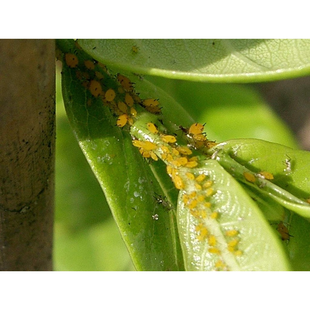 ไอโพรนิล สารฟิโพรนิล 5% ยกลัง 20 ขวด กำจัด หนอน เพลี้ย ด้วง  หมัด - รูปที่ 3