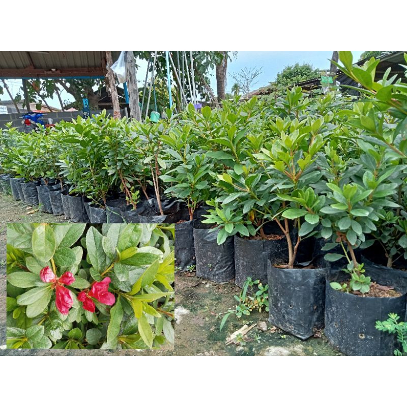 ต้นกุหลาบพันปี สูง 40-60 ซม. ไม้มงคลเสริมโชคลาภ