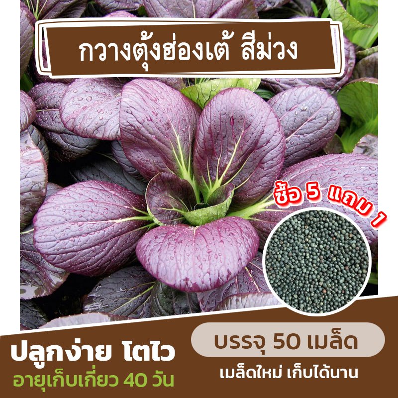เมล็ดพันธุ์ กวางตุ้งฮ่องเต้ สีม่วง แบ่งขาย 50 เมล็ด (ซื้อ 5 แถม 1) คละชนิดได้