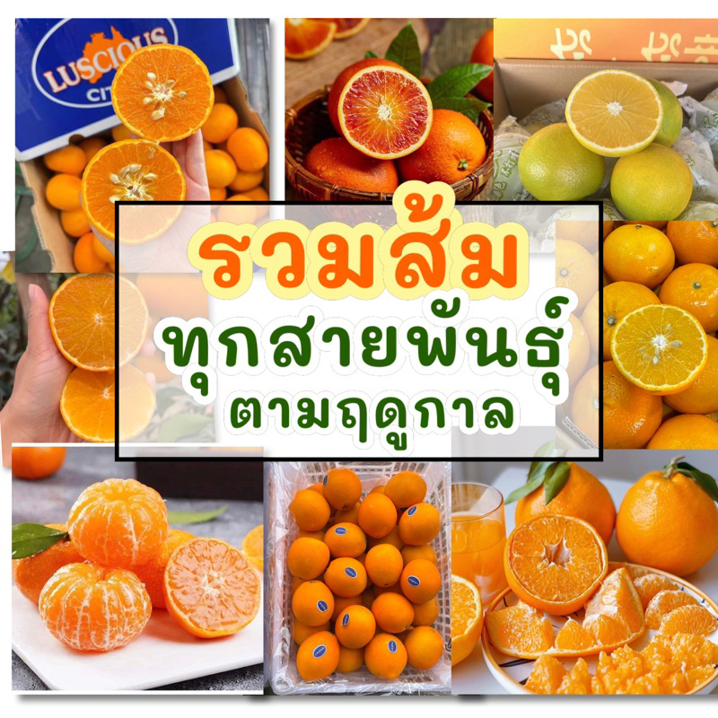พร้อมส่ง‼️(1KG) ส้มซันควิกสด ส้มไต้หวั่นส้มเช้งสดส้มเอฮิเมะส้มนาเวล ส้มแมนดารินส้มซาถังส้มจุกสด