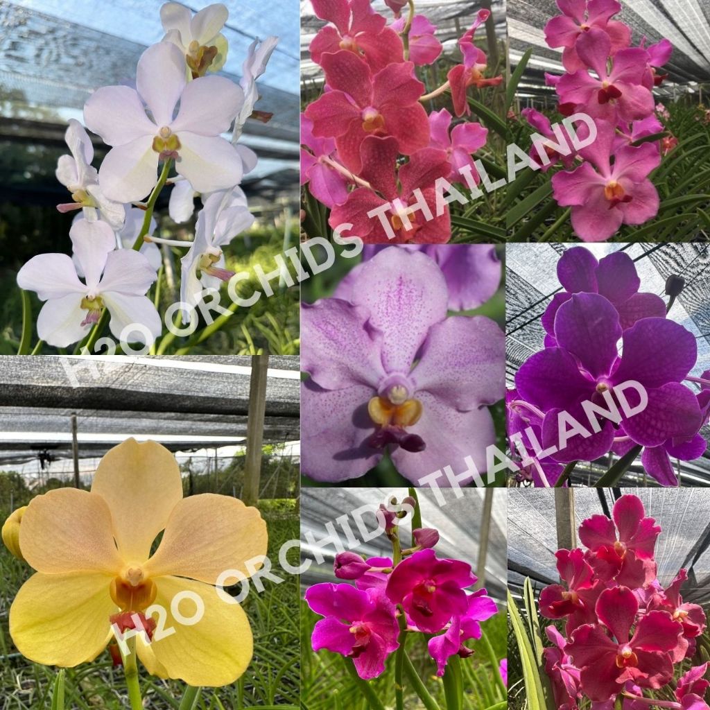 กล้วยไม้ แวนด้าใบร่อง พร้อมกระถาง ราคาหน้าสวน