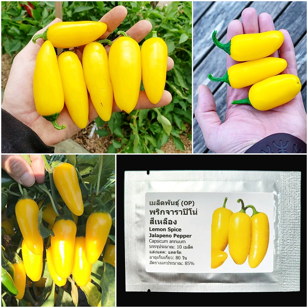 เมล็ดพันธุ์ พริกจาราปิโน่ สีเหลือง Lemon Spice Jalapeno Pepper Seed 10 เมล็ด คุณภาพดี ของแท้ 100%