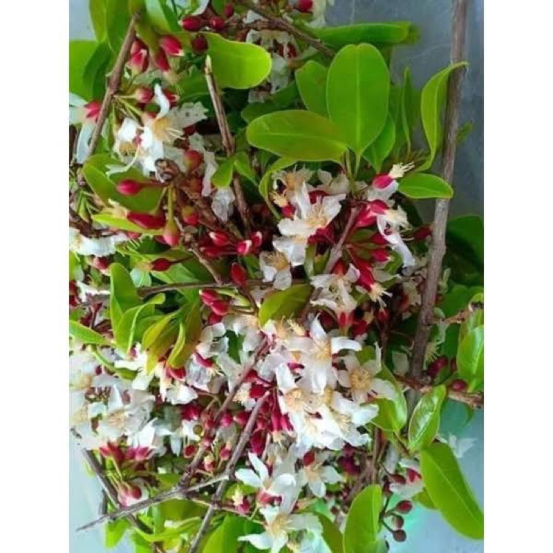 ต้นผักติ้ว เพาพเมล็ด ใบอ่อนยอดอ่อนทานได้ นิยมนำใบมากินเป็นผักแกล้ม รสชาติเปรี้ยวปนฝาด ปลูกง่าย - รูปที่ 2