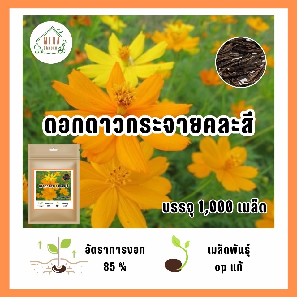 เมล็ดพันธุ์ ดอกดาวกระจายเหลืองคละส้ม1,000 เมล็ด