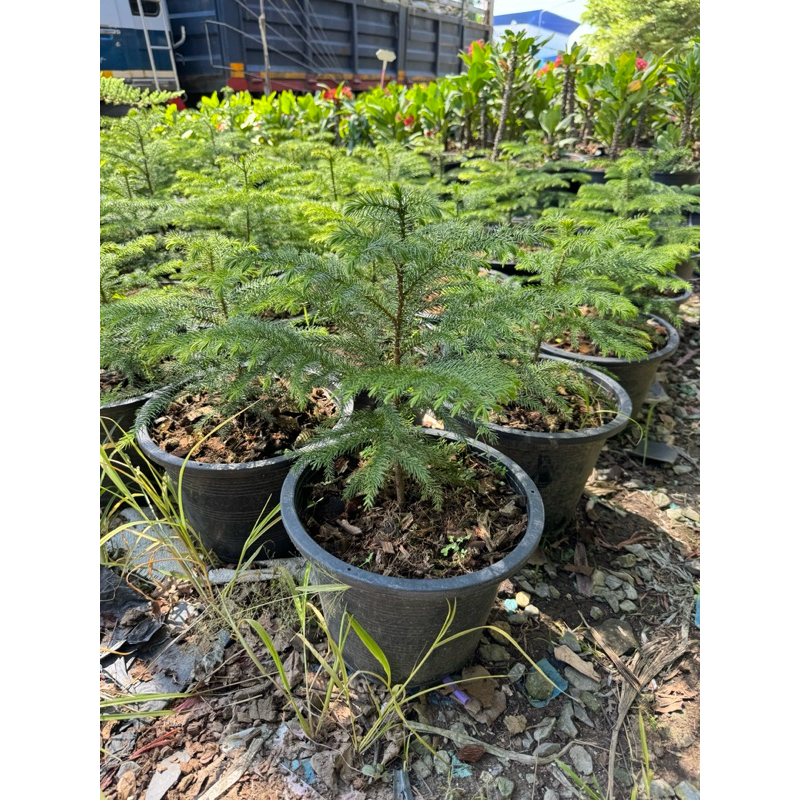 มุมมอง 5