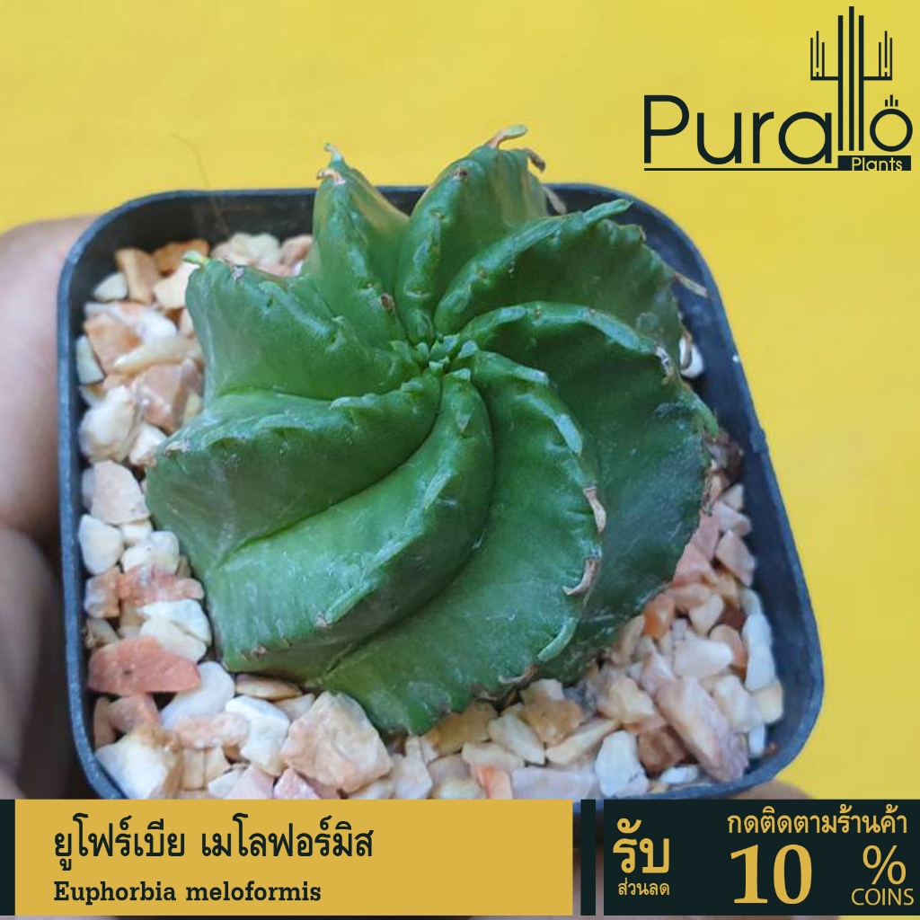 ต้นยูโฟร์เบีย เมโลฟอร์มิส Euphorbia meloformis #Euphorbia #ไม้โขด #cactus #ยูโฟเบีย