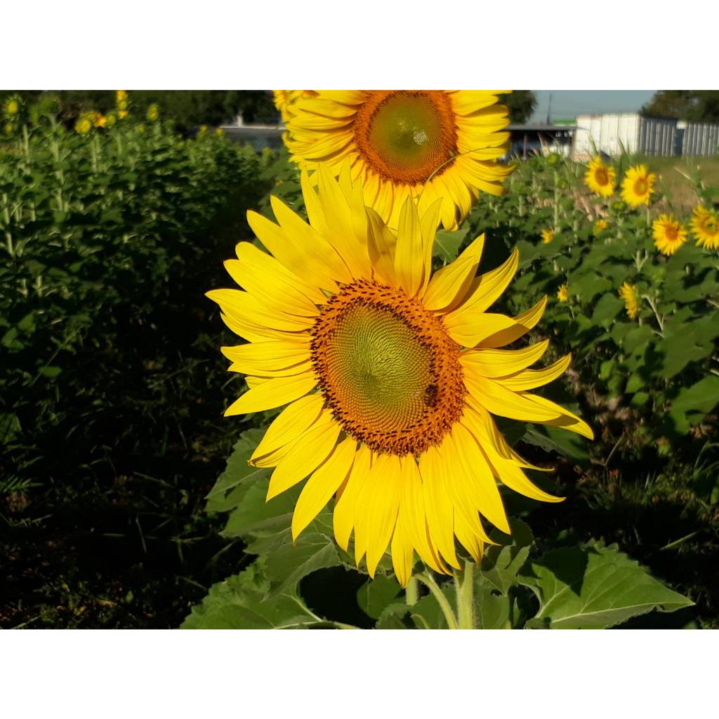 เมล็ดใหม่ปี 69 จำนวน 1 กิโลกรัม เมล็ดพันธุ์ทานตะวันชมดอก ปลูกประดับ แหล่งท่องเที่ยว โรงแรม รีสอร์ท ทำน้ำมัน ทำอาหารสัตว์
