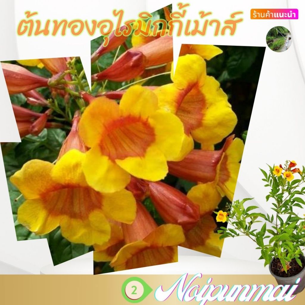 ต้นทองอุไร มิกกี้เม้าส์ กระถาง 6 นิ้ว(ส่งพร้อมกระถาง)