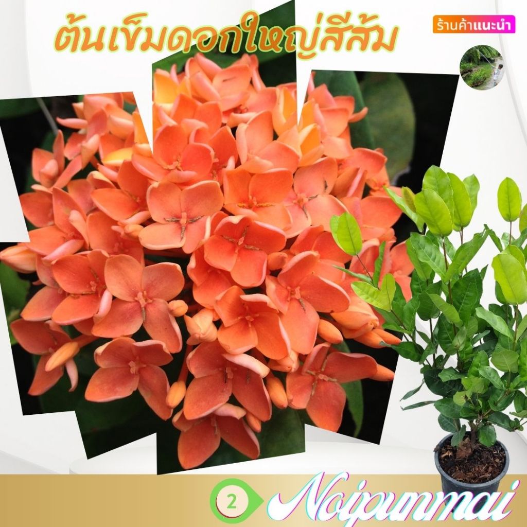 ต้นเข็มดอกใหญ่ สีส้มโอรส กระถาง 6 นิ้ว(ส่งพร้อมกระถาง)