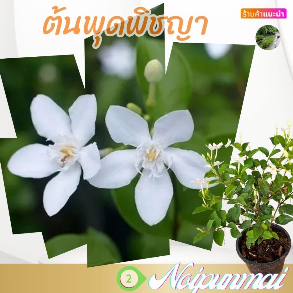 ต้นพุดพิชญา กระถาง6นิ้ว(ส่งพร้อมกระถาง)