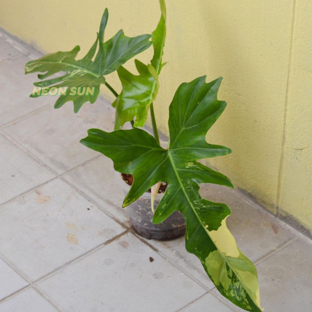 Philodendron Golden Dragon Variegated มังกรด่าง