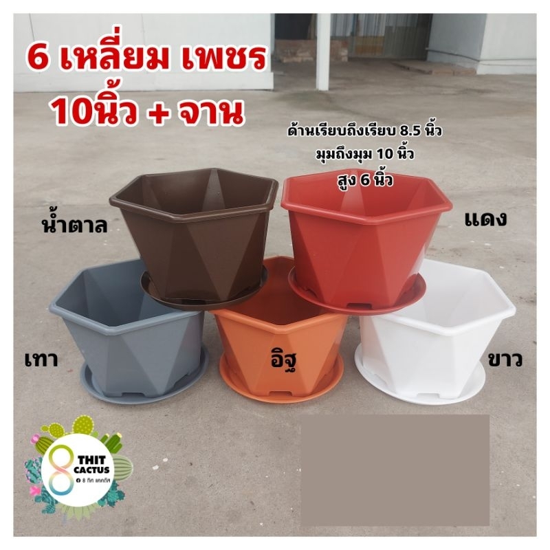 กระถาง 6 เหลี่ยม เพชร 10 นิ้ว + จาน // กระถางแคคตัส กระถางพลาสติก กระถางการเกษตร