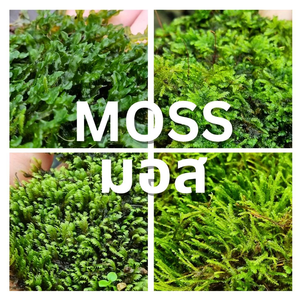 มอส - Moss (รวมมอสชนิดต่างๆ สำหรับจัดตู้ไม้น้ำ สวนขวด สวนชื้น) - For Aquarium/Terrarium/Paludarium