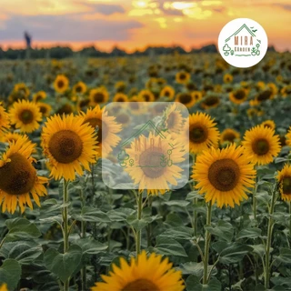 เมล็ดพันธุ์ทานตะวันสูง300เมล็ด ปลูกง่ายชอบแดดโตไว🌻