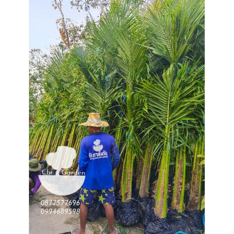 ต้นมะพร้าวน้ำหอม​ สูง​ 2​ เมตร​ (รวมส่ง)​
