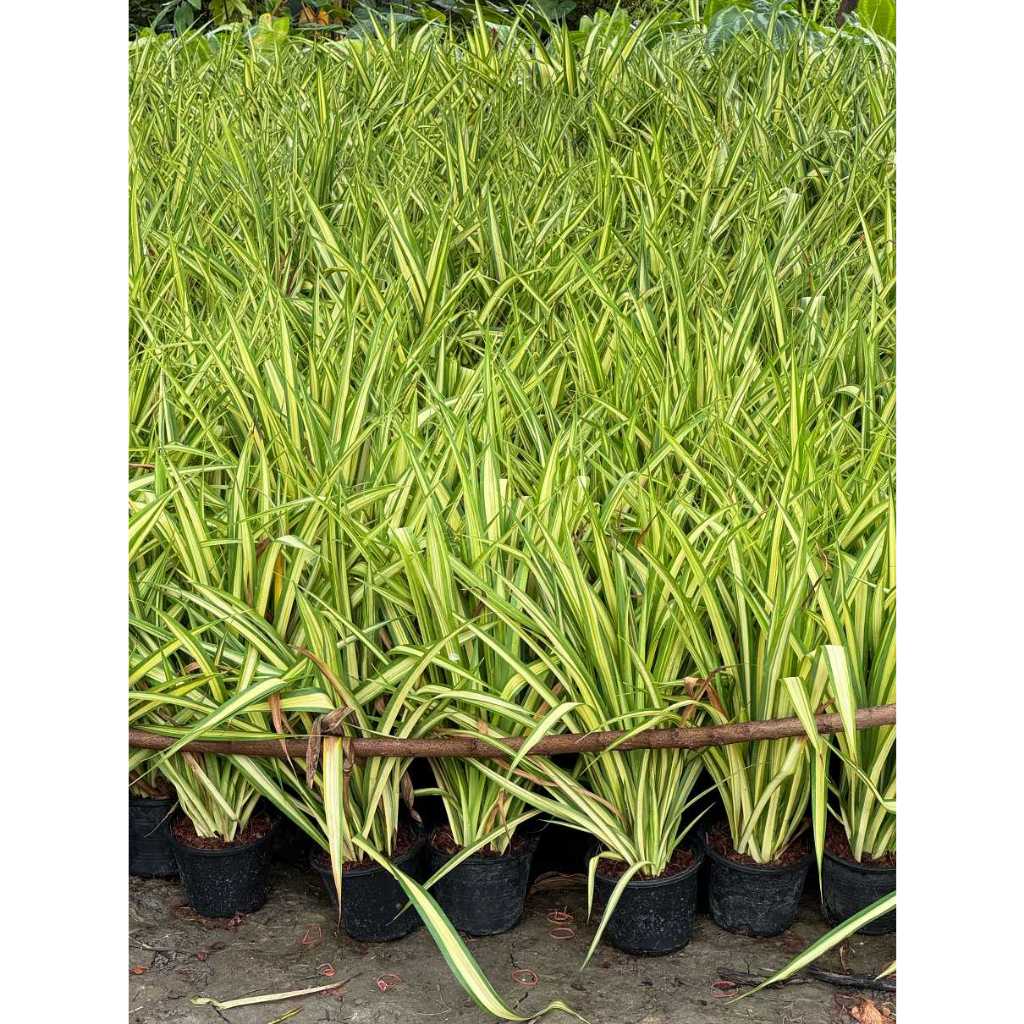 มุมมอง 2