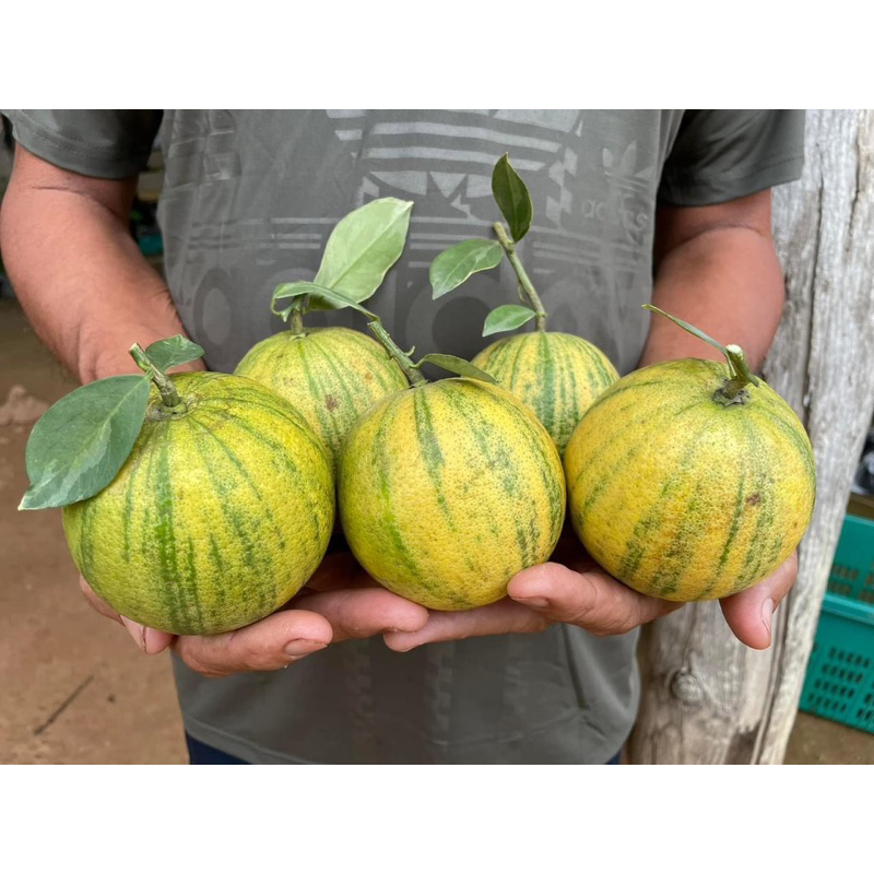 ส้มเช้งด่าง หรือ ส้มฮ่องเต้ กล้าละ250.- (กล้าเสียบยอด/สูงประมาณ30-40ซม) ออกผล100%
