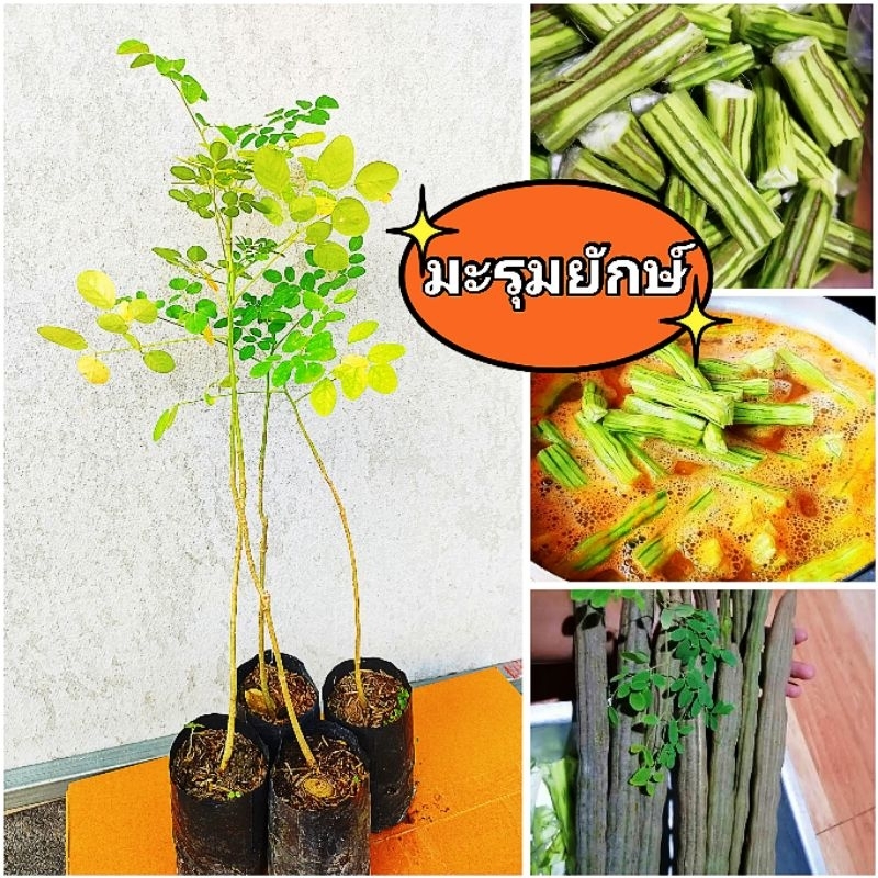 มะรุมยักษ์อินเดีย ฝักใหญ่เนื้อเยอะ ประกอบอาหารได้หลายชนิด มีสรรพคุณมากมาย ต้นพันธุ์เเข็งเเรง เสียหายยินดีเคลมฟรี