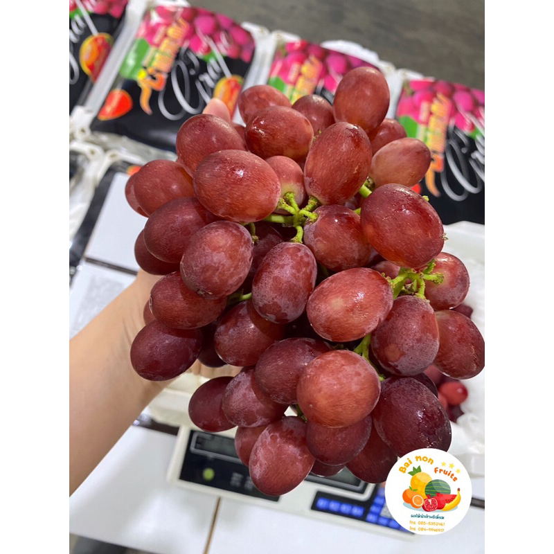 🍇องุ่นแดงกลิ่นลิ้นจี่ รุ่นตะกร้า🍇🧺 องุ่นแดงไร้เมล็ด