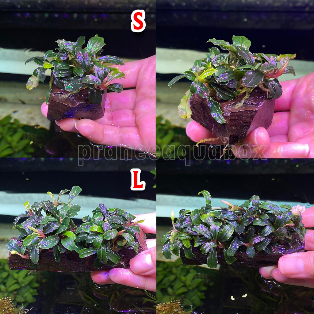 บูเซป Bucephalandra on wood Mix บูเซปพันขอนไม้ต้นไม้น้ำ มี 2 ขนาด พร้อมปลูก