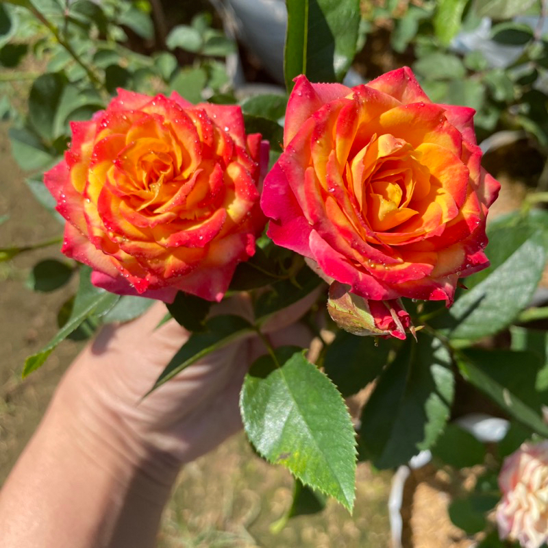 กุหลาบ Sonora โซโนระ สีแดงส้ม (ส่งติดดอก) แบบถุง ออกดอกเป็นช่อ