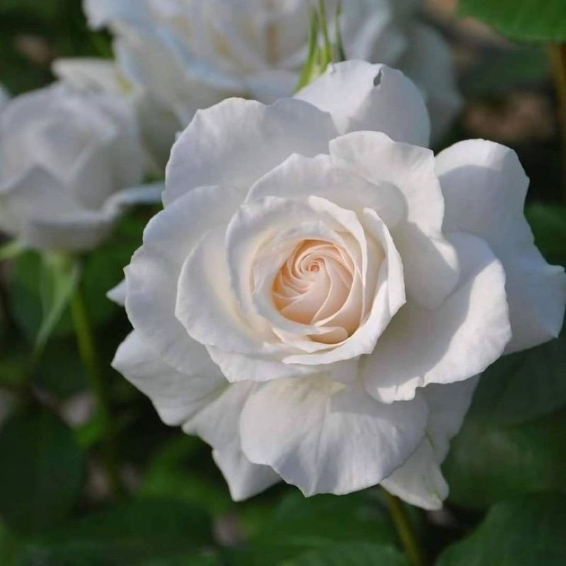กุหลาบ Annapurna (ส่งติดดอก) สีขาวดอกใหญ่ กลิ่นหอม พร้อมส่ง
