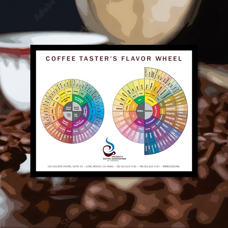 Poster : วงล้อรสชาติกาแฟ *แบบเก่า* [Coffee Taster's Flavor Wheel Old ver.] มีขนาด A4, A3 พร้อมกรอบ (รับพิมพ์ตามออเดอร์)