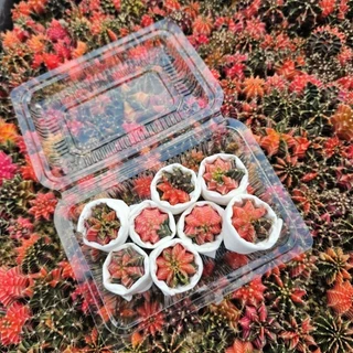 กล่องสุ่ม❗️❗️ Cactus ยิมโนด่าง ไม้เมล็ด 8 ต้น และ 15 ต้น ด่างเยอะ ต้นจิ๋วน่ารัก 1.5-2.5 cm.
