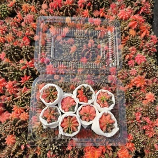 กล่องสุ่ม❗️❗️ Cactus ยิมโนด่าง ไม้เมล็ด 8 ต้น และ 15 ต้น ด่างเยอะ ต้นจิ๋วน่ารัก 1.5-2.5 cm.