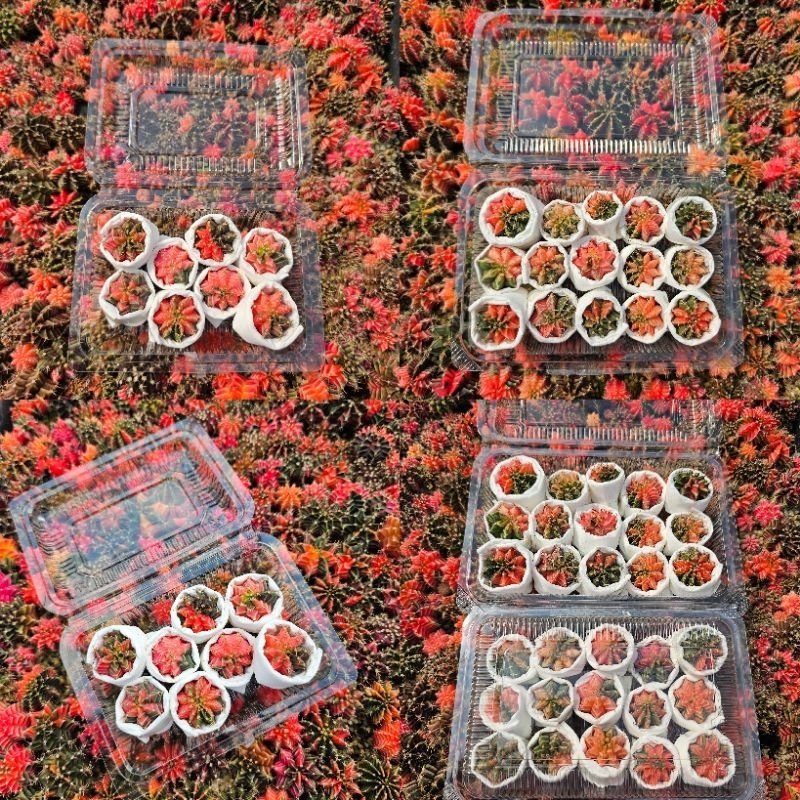 กล่องสุ่ม❗️❗️ Cactus ยิมโนด่าง ไม้เมล็ด 8 ต้น และ 15 ต้น ด่างเยอะ ต้นจิ๋วน่ารัก 1.5-2.5 cm.