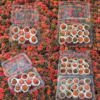 กล่องสุ่ม❗️❗️ Cactus ยิมโนด่าง ไม้เมล็ด 8 ต้น และ 15 ต้น ด่างเยอะ ต้นจิ๋วน่ารัก 1.5-2.5 cm.