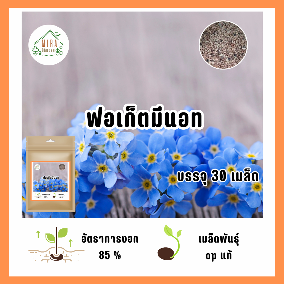 🔥เมล็ดพันธุ์ดอกฟอเก็ทมีน็อต (อย่าลืมฉัน) สีฟ้า บรรจุ 50 เมล็ด🔥