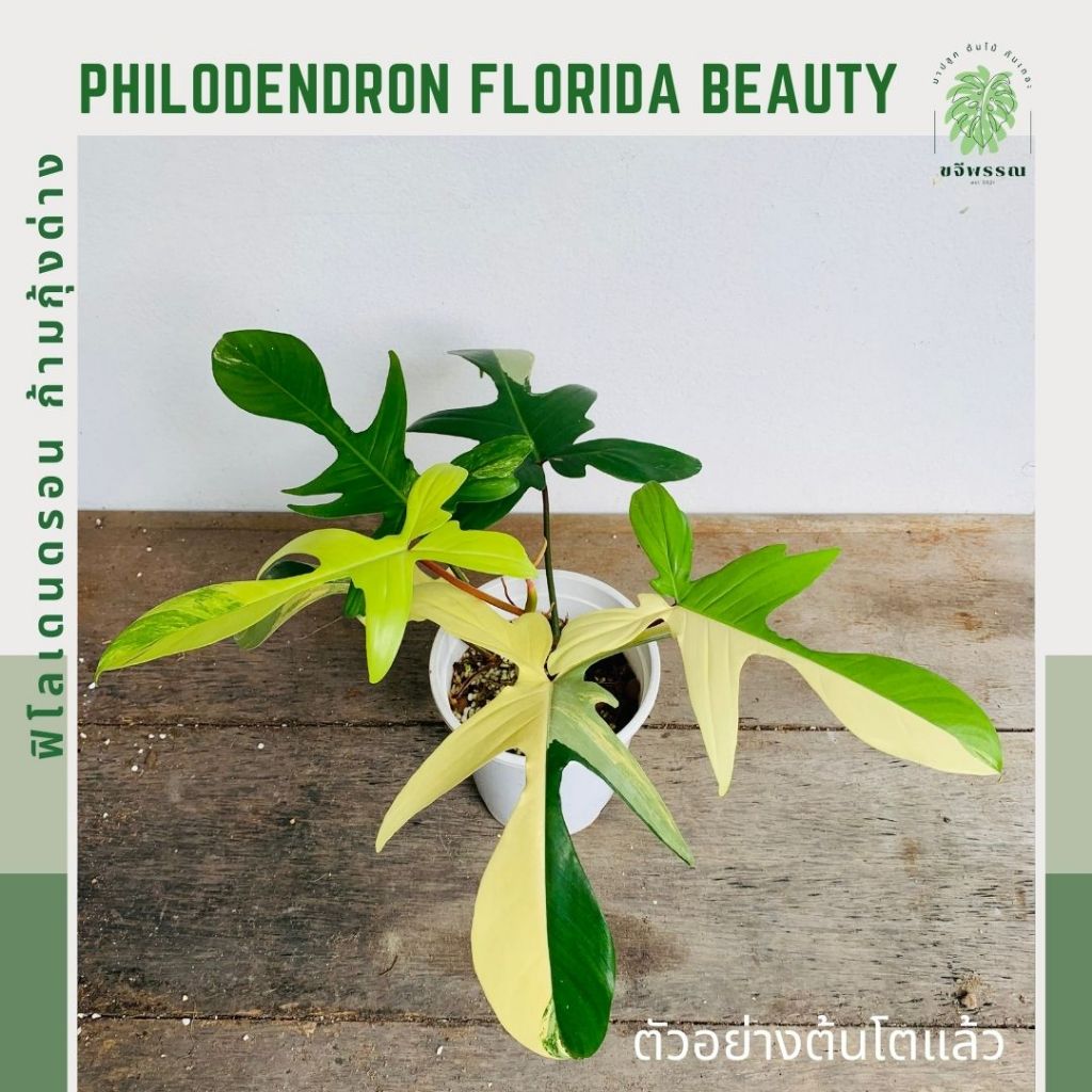 ก้ามกุ้งด่าง | ฟิโลเดนดรอน ก้ามกุ้งด่าง |  Philodendron Florida Beauty | ไม้ฟอกอากาศ