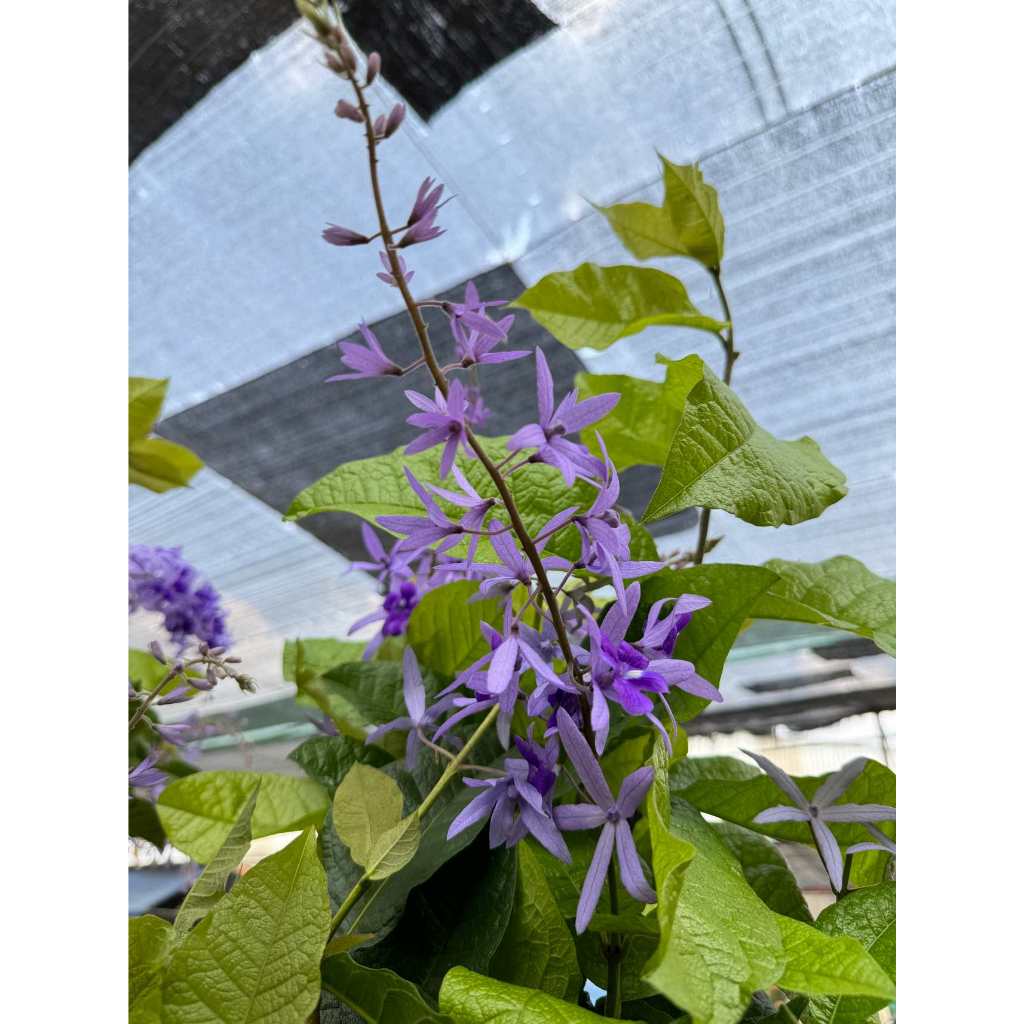 มุมมอง 4