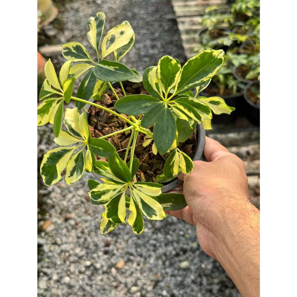 มุมมอง 5