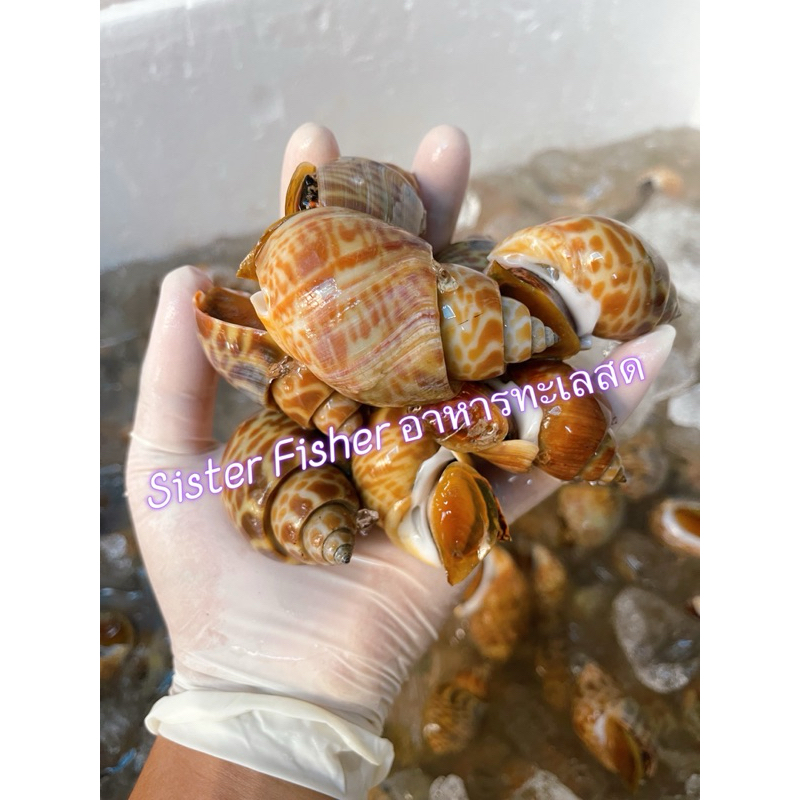 หอยหมาก หอยหวาน สดๆจากเรือประมงชาวบ้าน