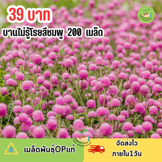 เมล็ดพันธุ์ ดอกบานไม่รู้โรยสีชมพูล้วน บรรจุ 200 เมล็ด
