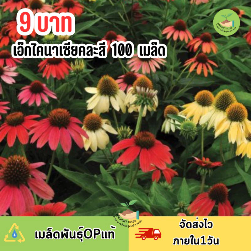 9 บาท เมล็ดพันธุ์ ดอกเอ็กไคนาเซียคละสี บรรจุ 100 เมล็ด