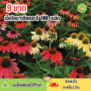 9 บาท เมล็ดพันธุ์ ดอกเอ็กไคนาเซียคละสี บรรจุ 100 เมล็ด