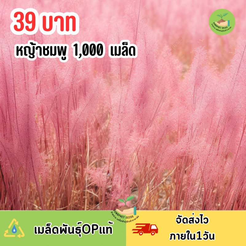 เมล็ดพันธุ์ หญ้าชมพู บรรจุ 1,000 เมล็ด