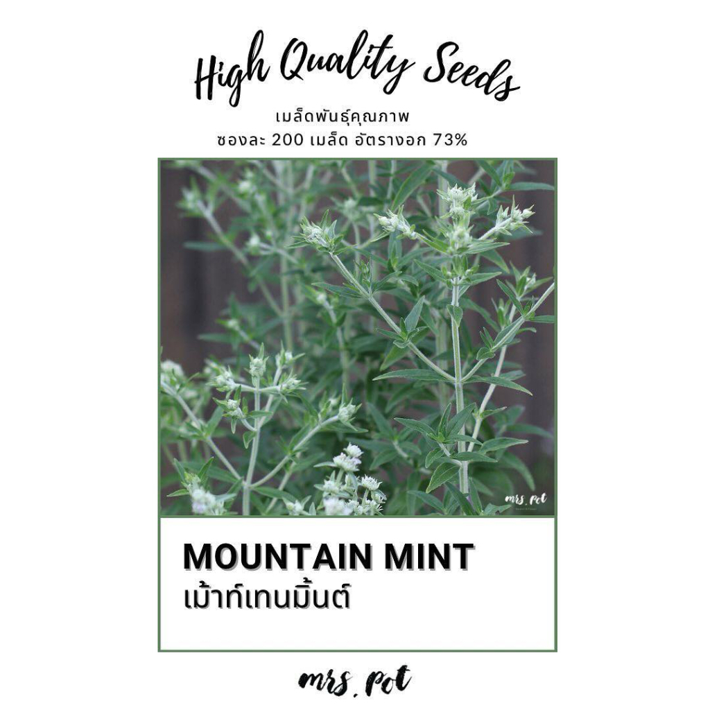 เมล็ด Mountain Mint (มิ้นต์ภูเขา) รหัส053