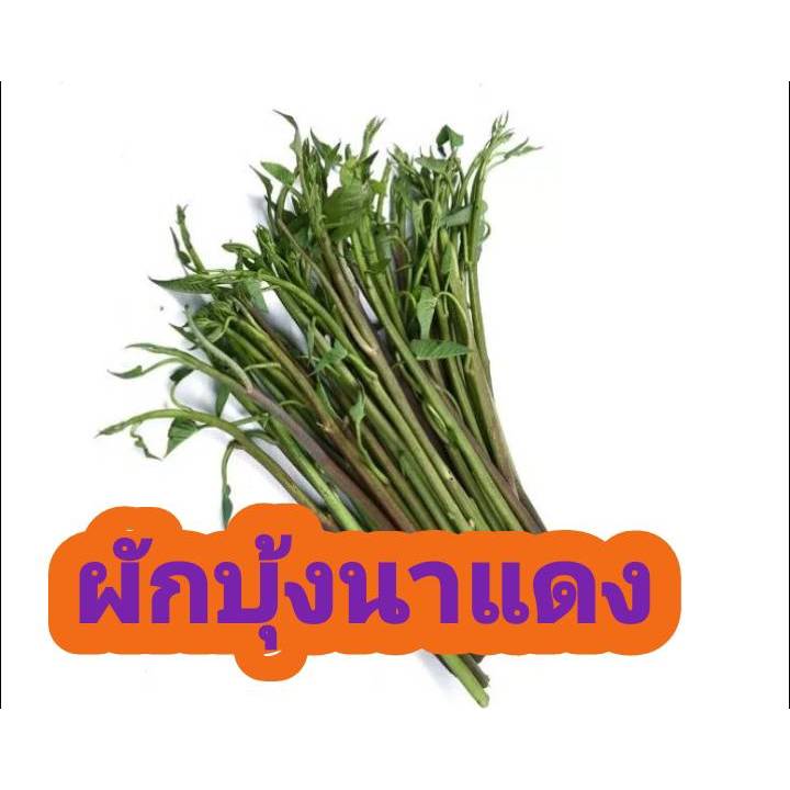 เมล็ดผักบุ้งนาไทยก้านแดง