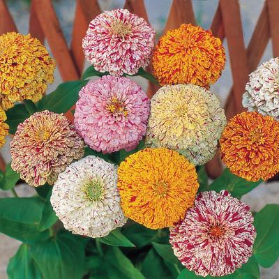 50+ เมล็ด เมล็ดบานชื่นเปปเปอร์มินท์สติ๊ก คละสี (หายาก ปลูกง่าย ดอกสวยมาก กลีบดอกซ้อนกันหลายชั้น ดอกคละสี มีหลายสี ทนแดด)