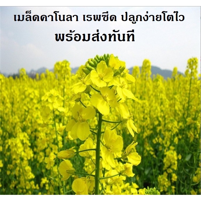 เมล็ดพันธุ์ คาโนลา Canola RapeSeed เมล็ดพันธุ์แท้ นำเข้า ขายส่งจำนวนมาก พร้อมส่งในไทย