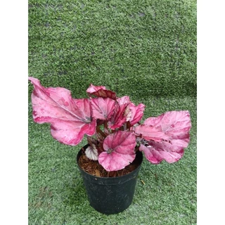 ต้นบีโกเนีย ' Lava Red ' [Begonia Lava Red] ไม้ในกระถาง3"