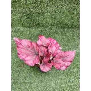 ต้นบีโกเนีย ' Lava Red ' [Begonia Lava Red] ไม้ในกระถาง3"