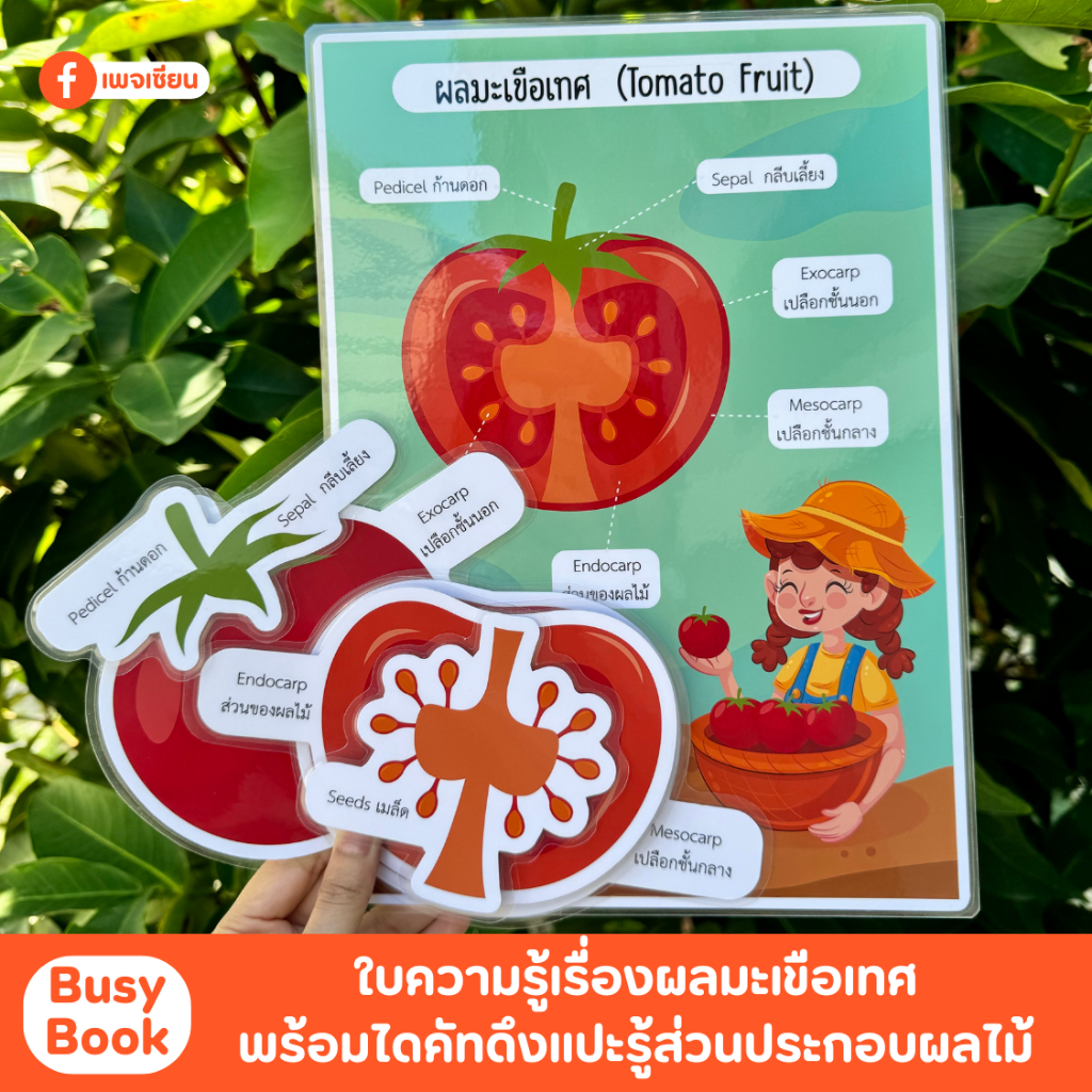 Busy Book ชุดกระดานดึงแปะผลมะเขือเทศ พร้อมใบความรู้ส่วนประกอบของผลไม้ เคลือบพลาสติกอย่างดี