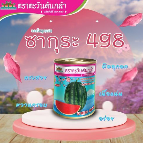 ใหม่! ซากุระ 498 แตงโม แตงโมซากุระ 498 เมล็ดพันธุ์แตงโม ตะวันต้นกล้า