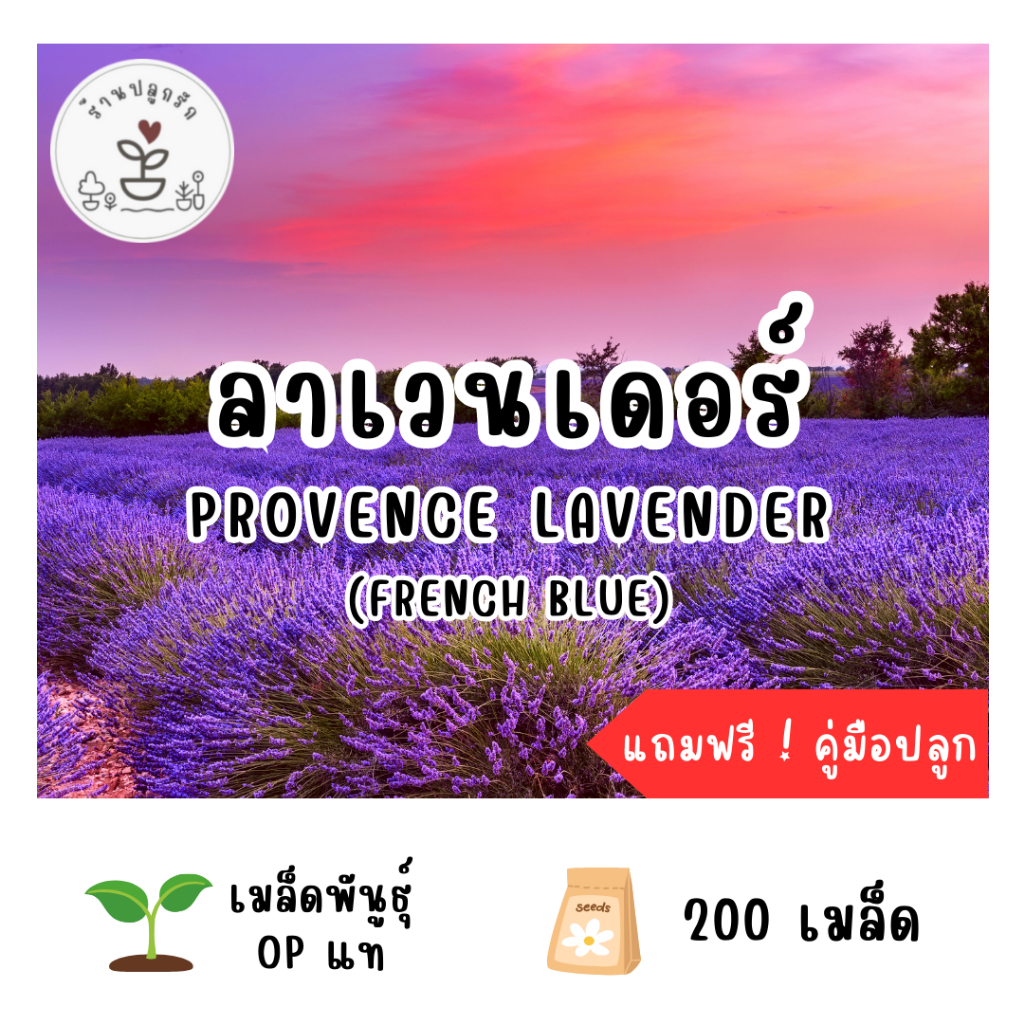 LXG : เมล็ดพันธุ์ ดอกลาเวนเดอร์ provence lavender (French Blue) 200 เมล็ด ลาเวนเดอร์ เมล็ดแท้ อัตราการงอกสูง