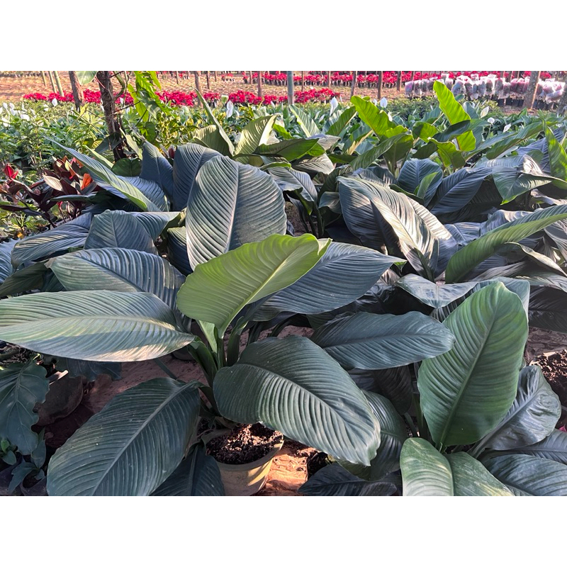 ต้นเดหลีจักพรรดิ(Peace Lily-Spathiphyllum sp)